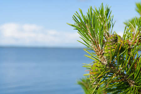 New growth green pine trees against baltic sea and blue sky. macro shoot with copy spaceの写真素材