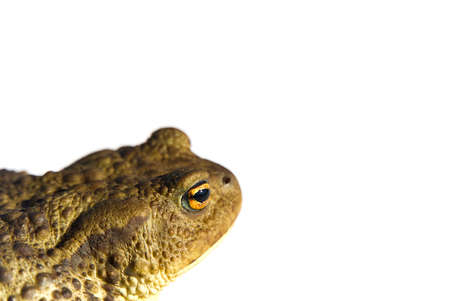 Common toad or European toad, Bufo bufo, isolated on white background.