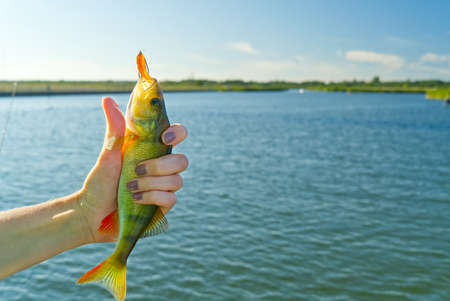 Women Fisherman holding a perch in hand on background of baltic sea. copy space
