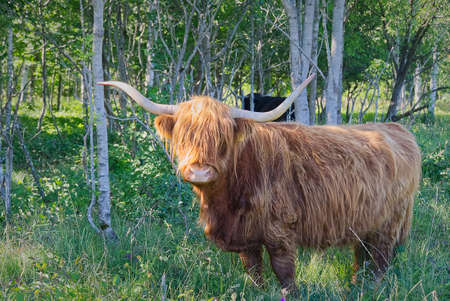 Highland cow walking in forest, hiding from hot summer sun.