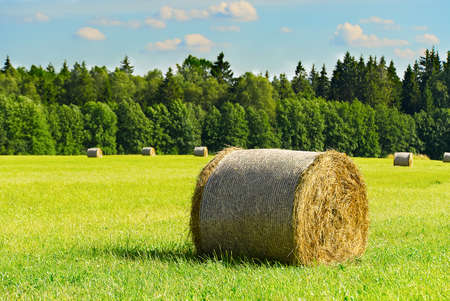 Coils of hay in the green meadow asign blured forest and blue sky.の写真素材