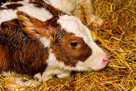 newborn orange calf with white spots, lying on dry hay.の写真素材