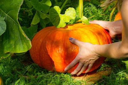 Big orange ripe pumpkin in home garden in sunny day laying on grass.の写真素材