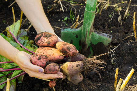 Fresh ripe red Potato Harvest time. red Potato in hands. homemade sprouted potatoes in your garden....