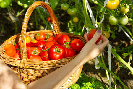 in the greenhouse the girls hand collects ripe red ecological tomatoes into a wicker basket. eco food home gardening concept.の写真素材