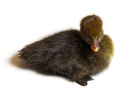 Brown newborn duckling closeup on white background.の写真素材