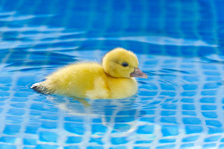 Yellow small cute duckling in swimming pool. Duckling swimming in crystal clear blue water sunny summer day.の写真素材