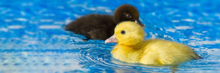 Yellow small cute duckling in swimming pool. Duckling swimming in crystal clear blue water sunny summer day.の写真素材