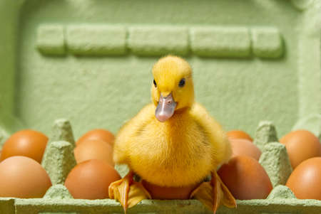 Newborn Duckling sitting on eggs in a green paper tray.