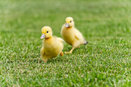 Small newborn ducklings walking on backyard on green grass. Yellow cute duckling running on meadow field on sunny day.の写真素材