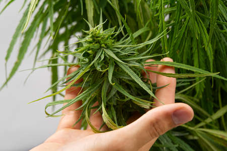 hands and Cannabis plants. hands of scientist in a hemp field checking Cannabis plants, alternative herbal medicine concept. Fresh marijuana plant close-up.の写真素材