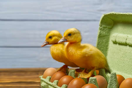 Newborn Duckling sitting on eggs in a green paper tray.