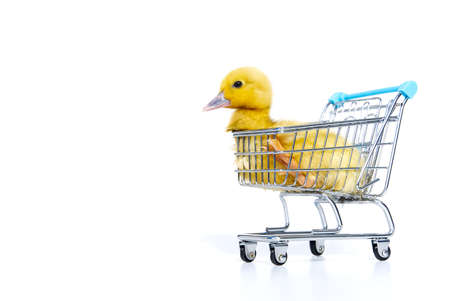 Little yellow ducklings in shopping carts on white background.の写真素材
