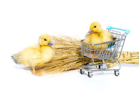 Little yellow ducklings in shopping carts on white background.の写真素材