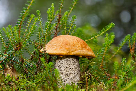 Edible orange-cap mushroom growing in green moss. Leccinum aurantiacum Harvesting mushrooms in forest. edible mushrooms in northern forests of europe.の写真素材