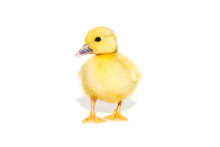 NewBorn little Cute yellow duckling isolated on white.