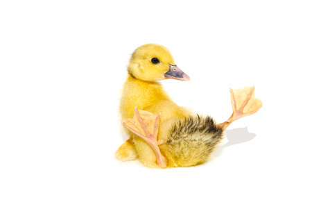 NewBorn little Cute yellow duckling isolated on white.の写真素材