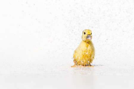 Yellow newborn little cute wet duckling under rain drops on white background.の写真素材