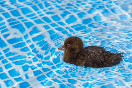 Yellow small cute duckling in swimming pool. Duckling swimming in crystal clear blue water sunny summer dayの写真素材