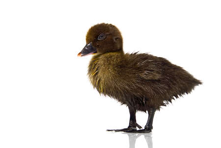 NewBorn little Cute brown or black duckling isolated on whiteの写真素材