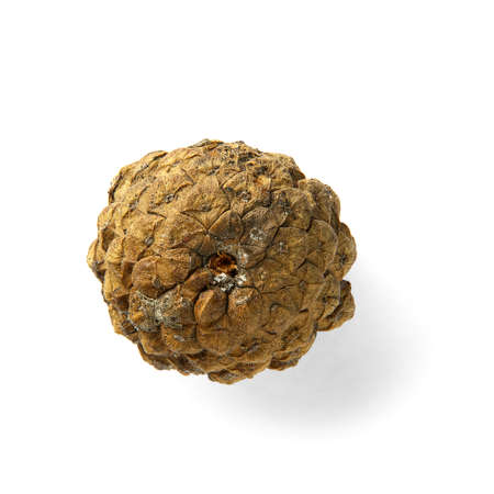 Brown Dry pine cone isolated on the white background with shaddows