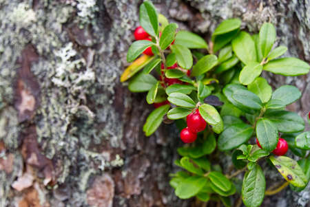 Closeup of red lingonberries in forest with blured background. Ripe red Cowberries Vaccinium vitis-idaea for illustrationの写真素材