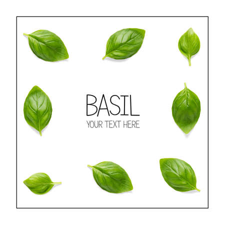 Creative layout with fresh basil leaves. Bunch and single basil leaf composition on white background with sample text. modern basil flat lay template.の写真素材