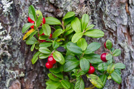 Closeup of red lingonberries in forest with blured background. Ripe red Cowberries Vaccinium vitis-idaea for illustrationの写真素材