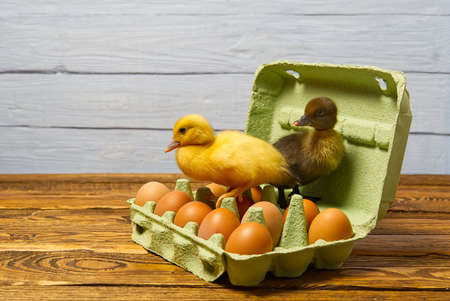 Newborn Duckling sitting on eggs in a green paper tray