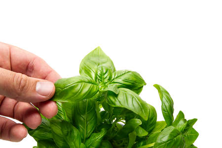 Italian Basil, Ocimum basilicum, Hand of man picking leaves from plant against white background. Gardening conceptの写真素材