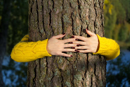 woman hands hugging pine tree trunk in autumn forest. love tree loved the world hug a tree. Ecology...