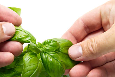 Italian Basil, Ocimum basilicum, Hand of man picking leaves from plant against white background. Gardening conceptの写真素材