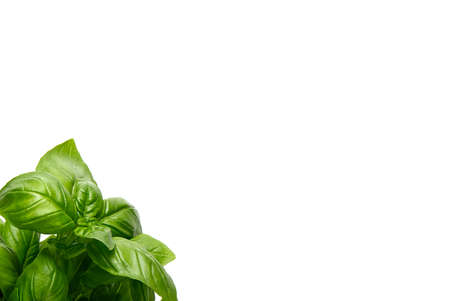 Italian Fresh green basil isolated on white background, copy spaceの写真素材