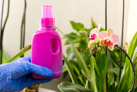gardener fertilizer home orchid plants. houseplant care. woman watering orchid flowers. , housework and plants care concept. Home gardening, love of plants and care.の写真素材
