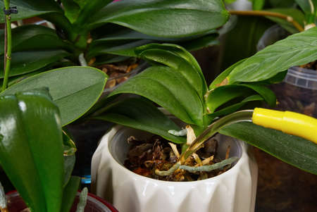 woman gardener watering orchid flowers athome. houseplant care. Home gardening, love of plants and care. housework and plants care concept.の写真素材
