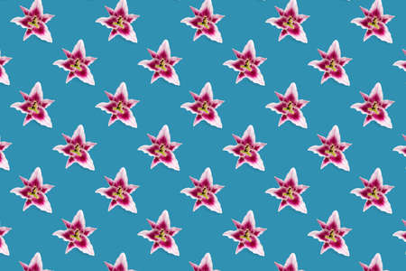 isolated pink Lilly flower bloom on blue background, lilly flower flat lay creative background.