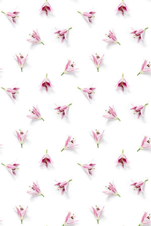isolated pink Lilly flower bloom on white background, lilly flower flat lay creative background.の写真素材