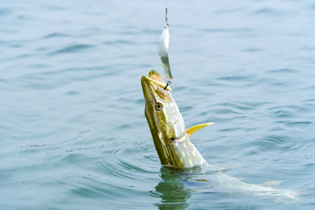 Fish pike caught on a hook in a freshwater pond. fishing at baltic seaの写真素材