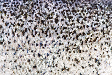 Fresh raw Salmon fish skin macro texture for backgroundの写真素材