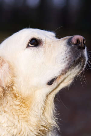 portrait of golden retriever in autumn forest