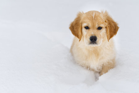 A portrait of a Golden retriever dog in winter snowの写真素材