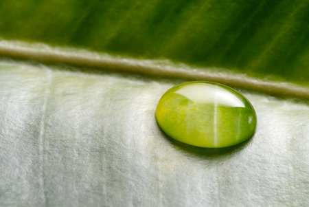 Water drop on green leaf of Ficus Rubber fig. Close up of rubber bush with rain dropの写真素材