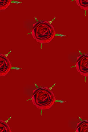 rosebud seamless pattern. head of rose bloom isolated on red pattern, pop art