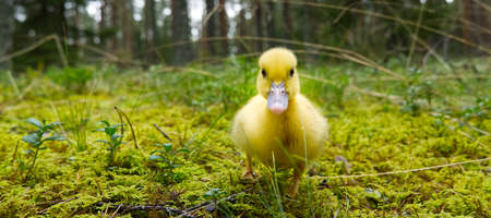 cute little yellow duckling are walking on the green grass in spring forest. easter young duckling...