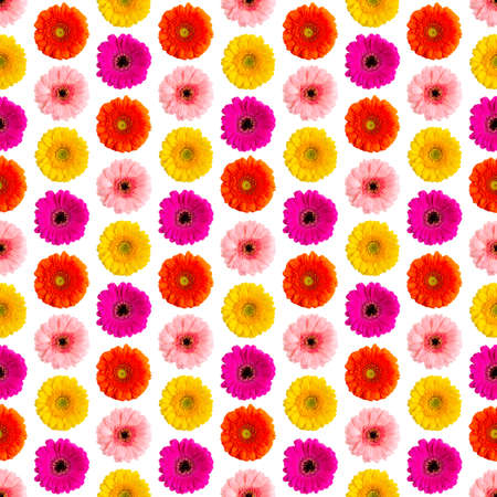 Seamless pattern of colorful gerbera on a white Germini photo converted into a seamless patternの写真素材