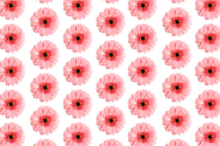 pink gerbera daisy abstract flower background on a white. Germini photo background not sealmess...