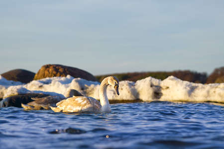 Young Swan chick at sunset light floating at baltic sea. young swans swim in the non-frozen part of the sea in winterの写真素材