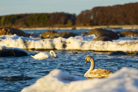 Young Swan chick at sunset light floating at baltic sea. young swans swim in the non-frozen part of the sea in winterの写真素材