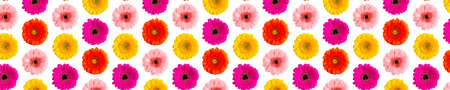 colorful gerbera daisy abstract flower background on a white. Germini photo background not sealmess patternの写真素材
