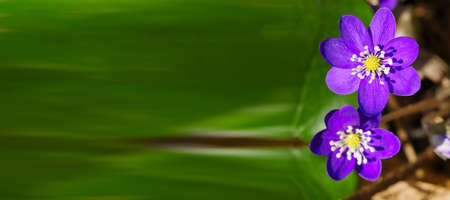 Flowering in the forest purpule Hepatica. Hepatica nobilis or Anemone hepatica protected species medicinal plantの写真素材